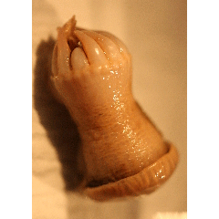 Семейство Isanthidae  фото