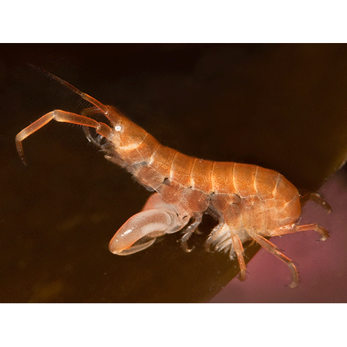 Семейство Ischyroceridae фото