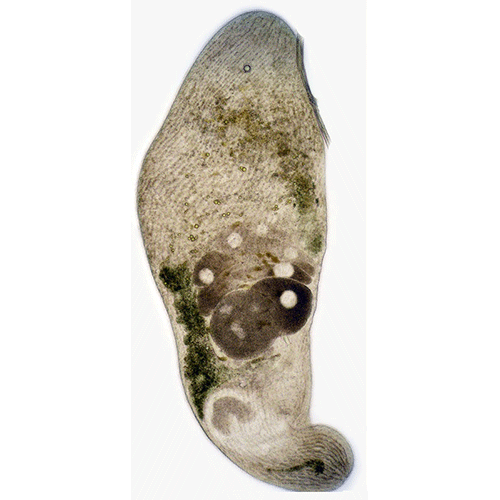 Семейство Isodiametridae  фото