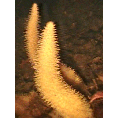 Семейство Isodictyidae  фото
