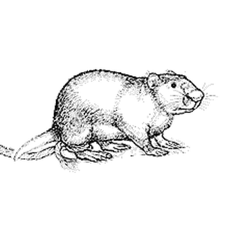 Род Складчатозубые хутии  фото