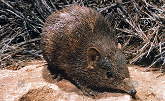 Isoodon auratus barrowensis