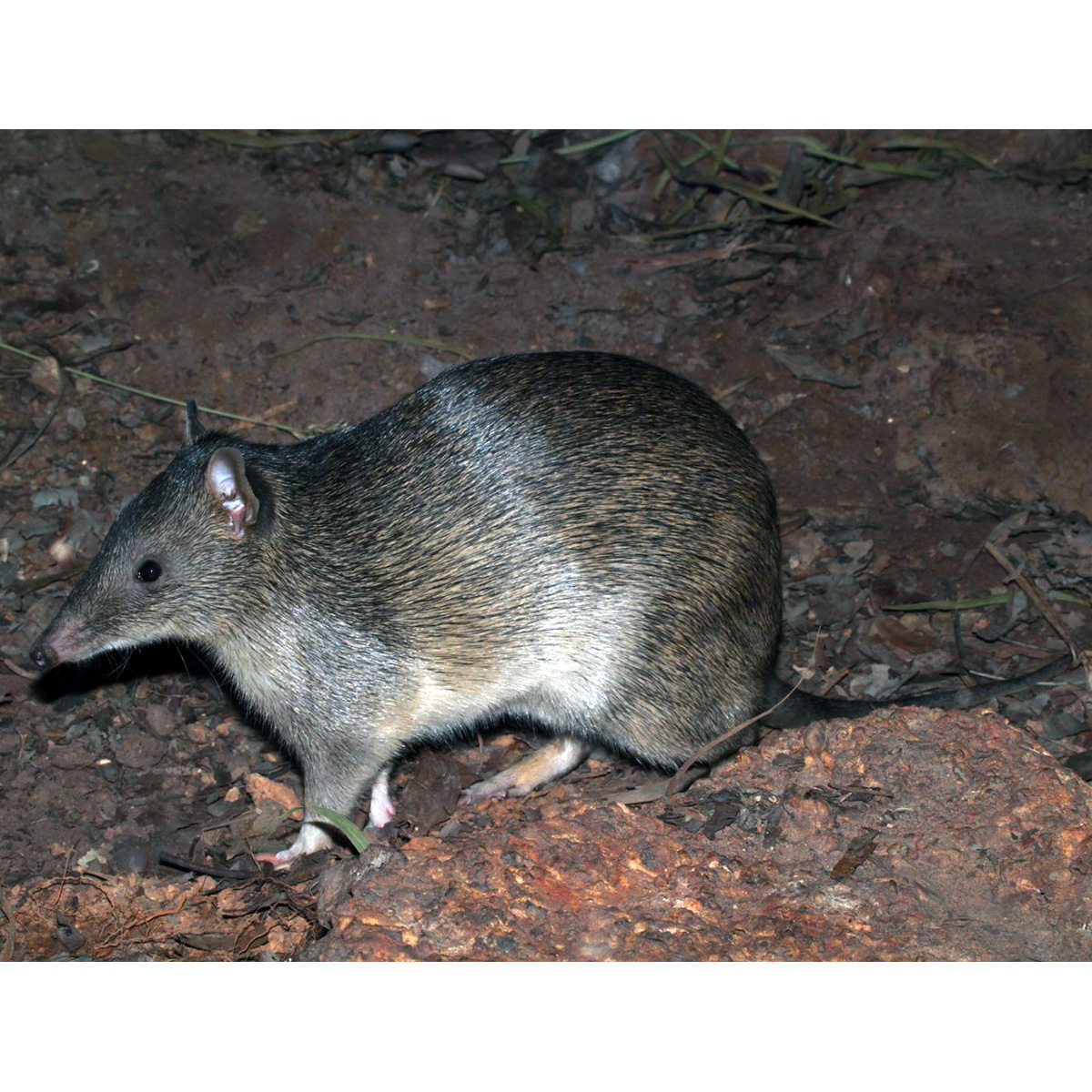 Большой бандикут (Isoodon macrourus) Фото №2