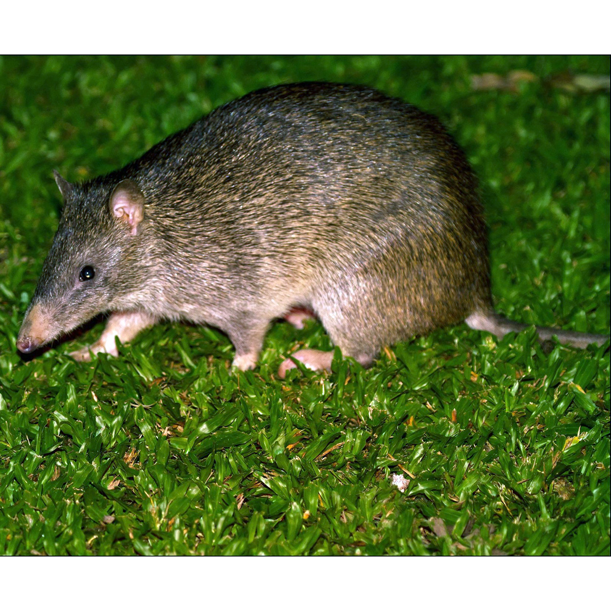 Большой бандикут (Isoodon macrourus) Фото №4