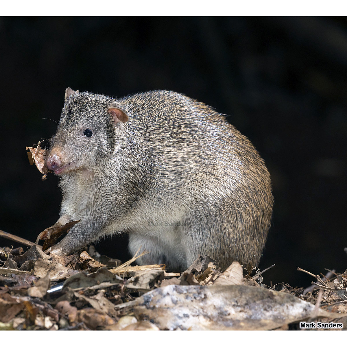 Большой бандикут (Isoodon macrourus) Фото №5