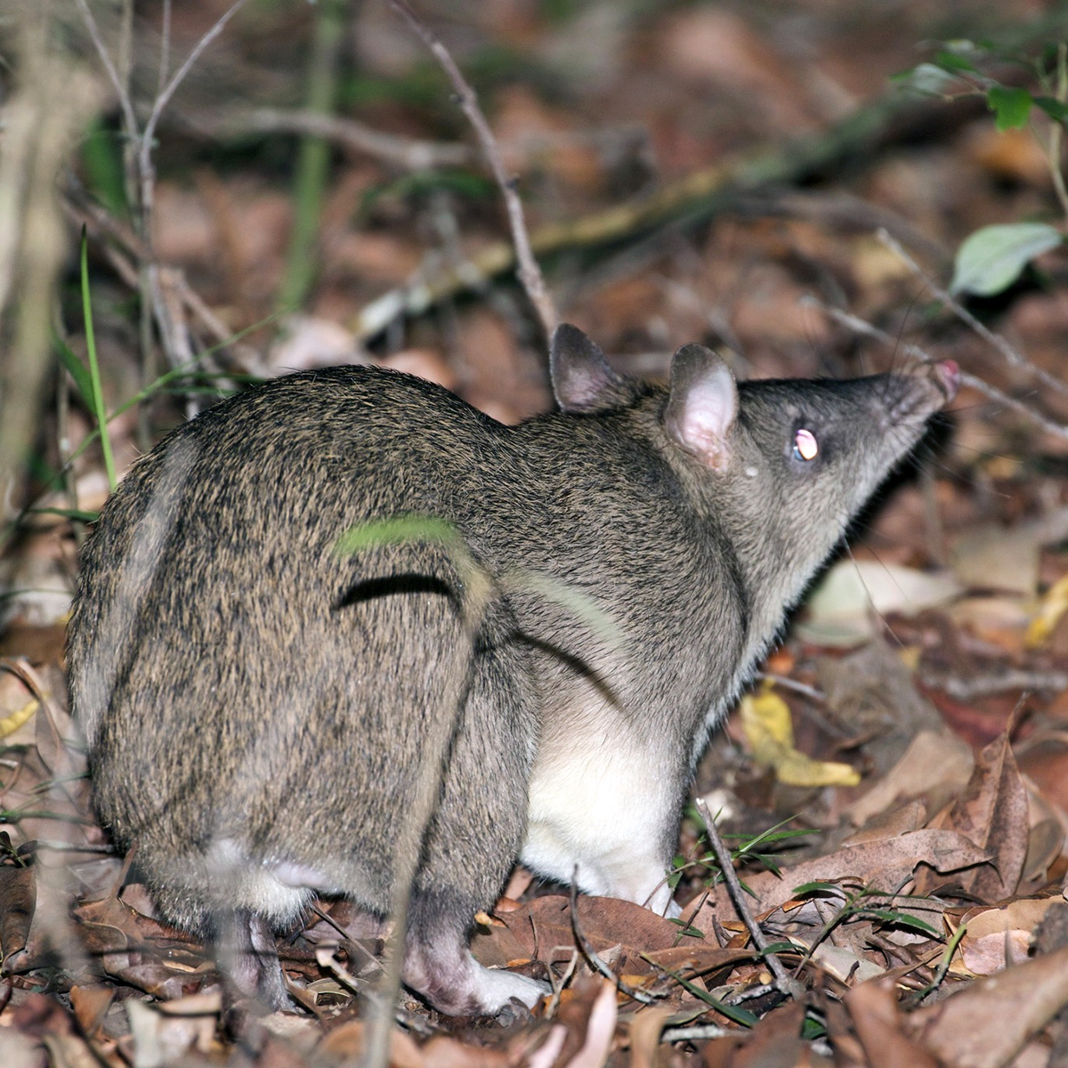 Большой бандикут (Isoodon macrourus) Фото №6