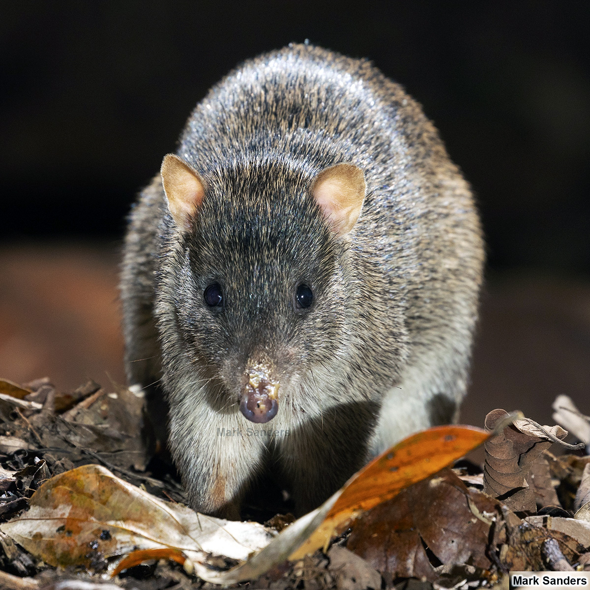 Большой бандикут (Isoodon macrourus) Фото №7