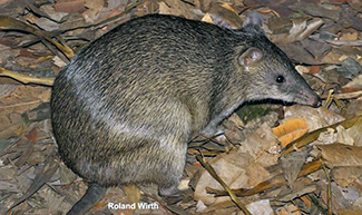 Isoodon macrourus macrourus