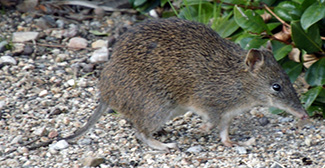 Isoodon obesulus obesulus