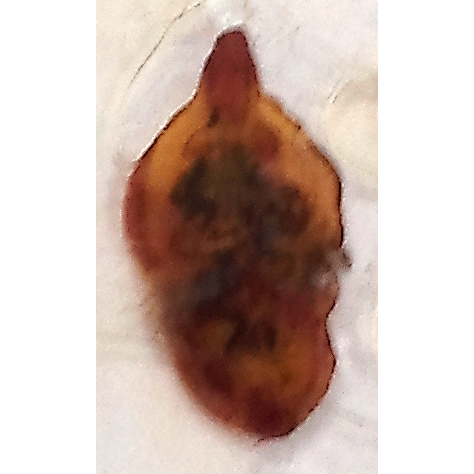 Семейство Isoparorchiidae фото