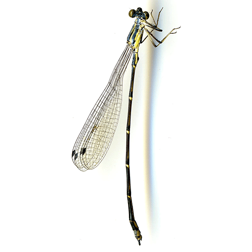 Семейство Isostictidae фото