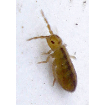 Семейство Isotomoidea фото