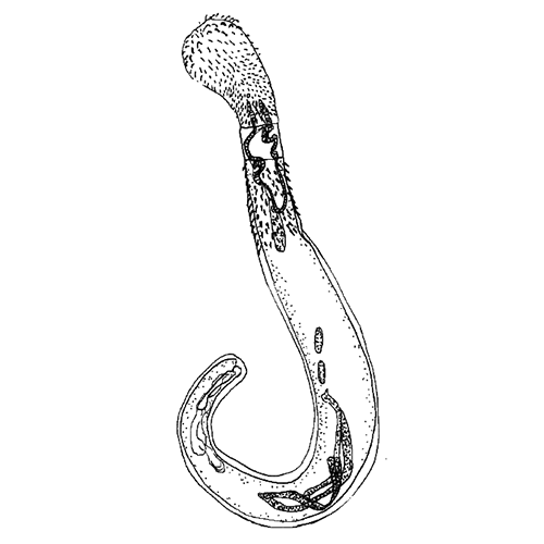 Семейство Isthmosacanthidae фото