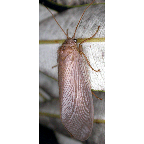 Семейство Ithonidae фото