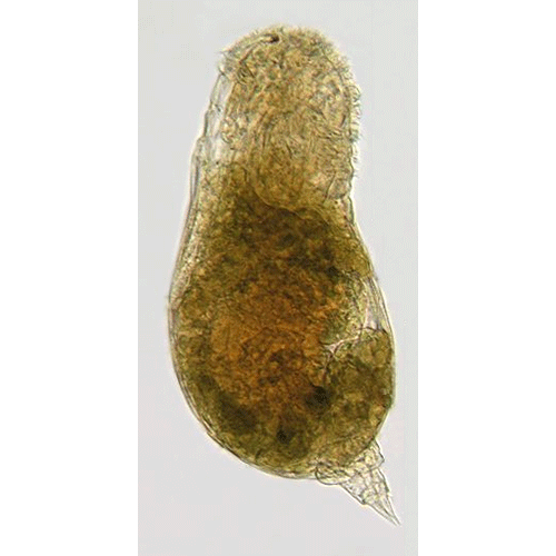 Семейство Ituridae  фото