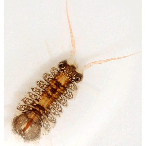 Семейство Janiroidea фото