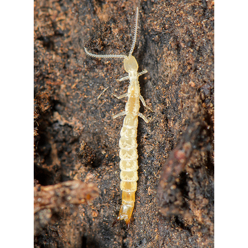 Семейство Japygoidea фото