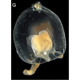 Семейство Jeanbouilloniidae  фото