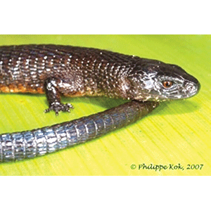  Род Kaieteurosaurus  фото