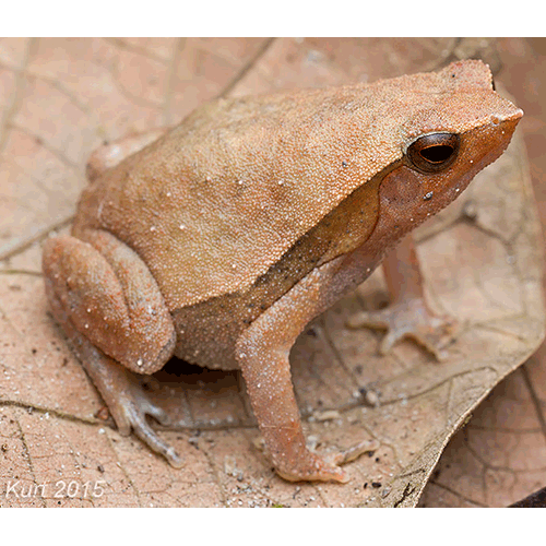  Род Kalophrynus  фото
