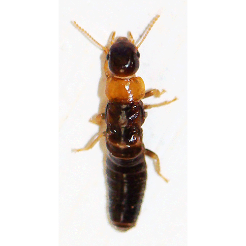 Семейство Kalotermitidae фото
