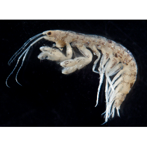 Семейство Kamakidae фото