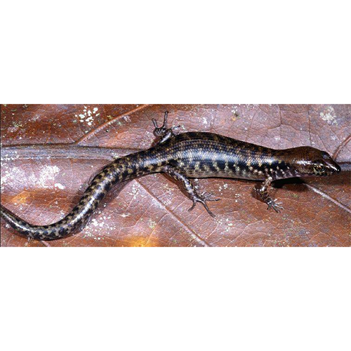  Род Kanakysaurus  фото