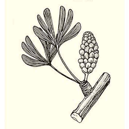 Семейство Karkeniaceae фото