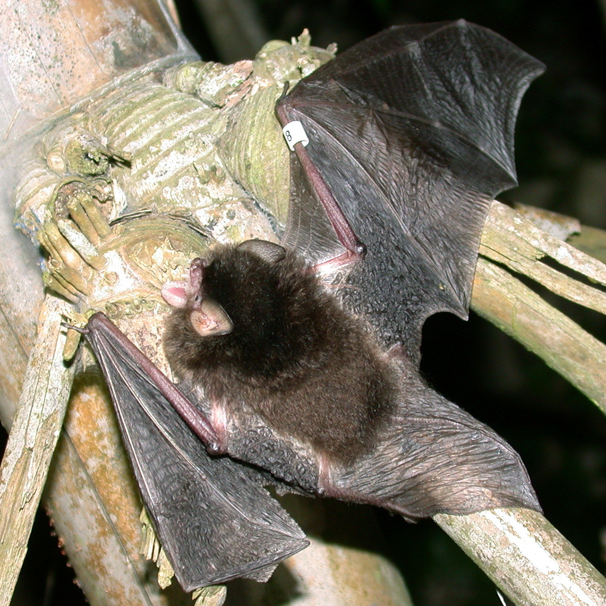 Dark Woolly Bat (Kerivoula furva) Фото №3