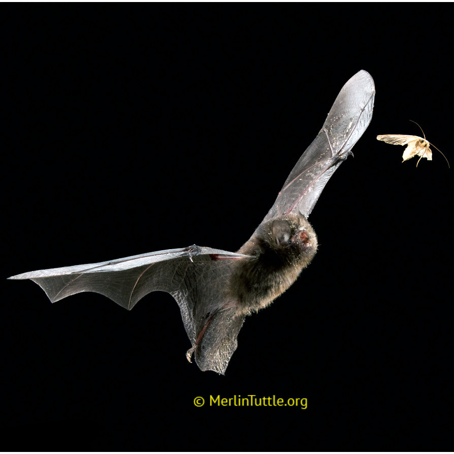 Dark Woolly Bat (Kerivoula furva) Фото №8