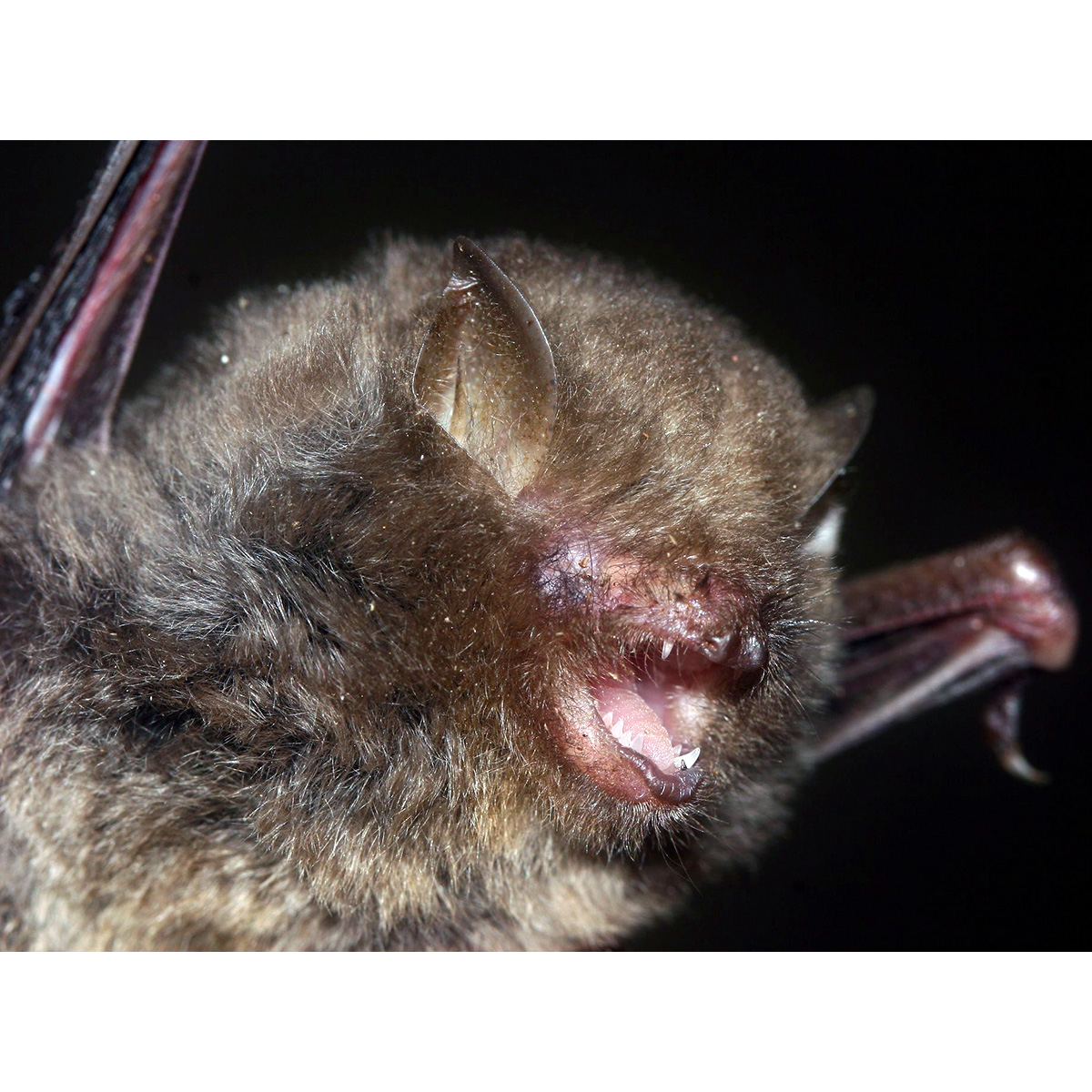Качинский воронкоухий гладконос (Kerivoula kachinensis) Фото №2