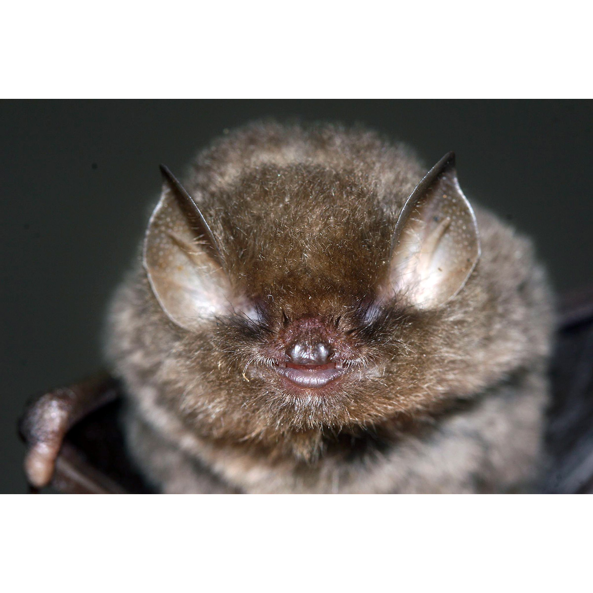 Качинский воронкоухий гладконос (Kerivoula kachinensis) Фото №4