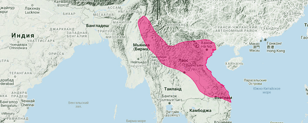 Качинский воронкоухий гладконос (Kerivoula kachinensis) Ареал обитания на карте