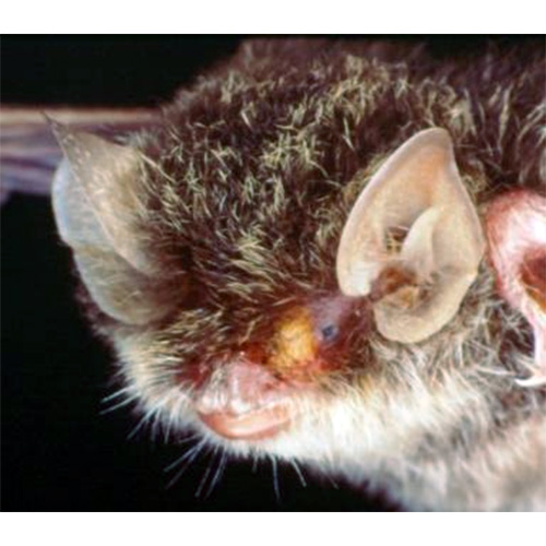 Krau Woolly Bat (Kerivoula krauensis) Фото №2