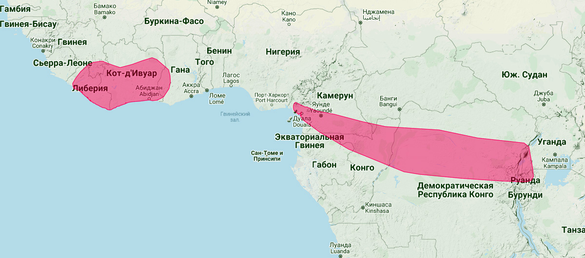 Ганский украшенный гладконос (Kerivoula phalaena) Ареал обитания на карте