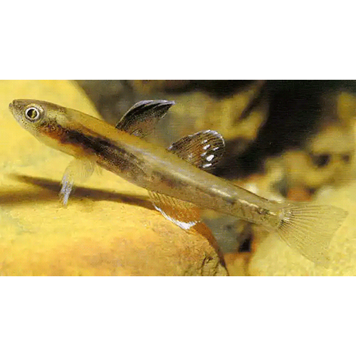 Род Kimberleyeleotris фото