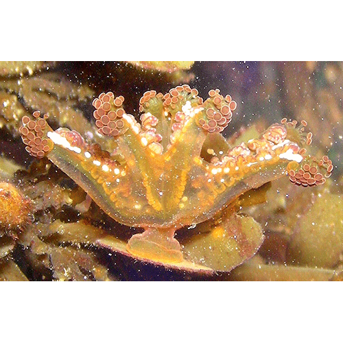 Семейство Kishinouyeidae  фото