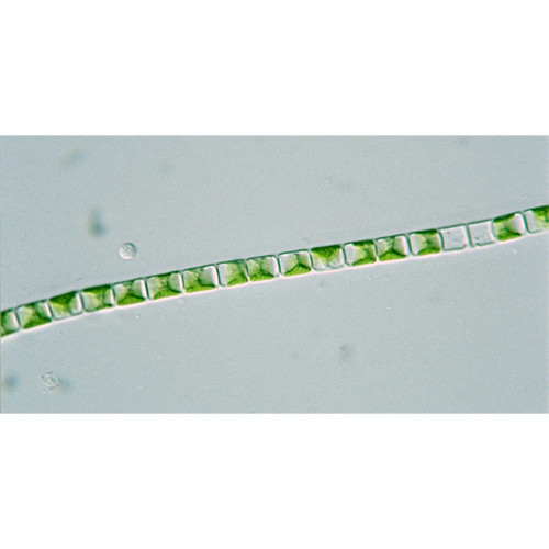 Семейство Klebsormidiaceae фото