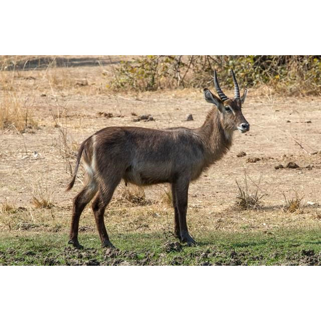 Kobus ellipsiprymnus Фото №2
