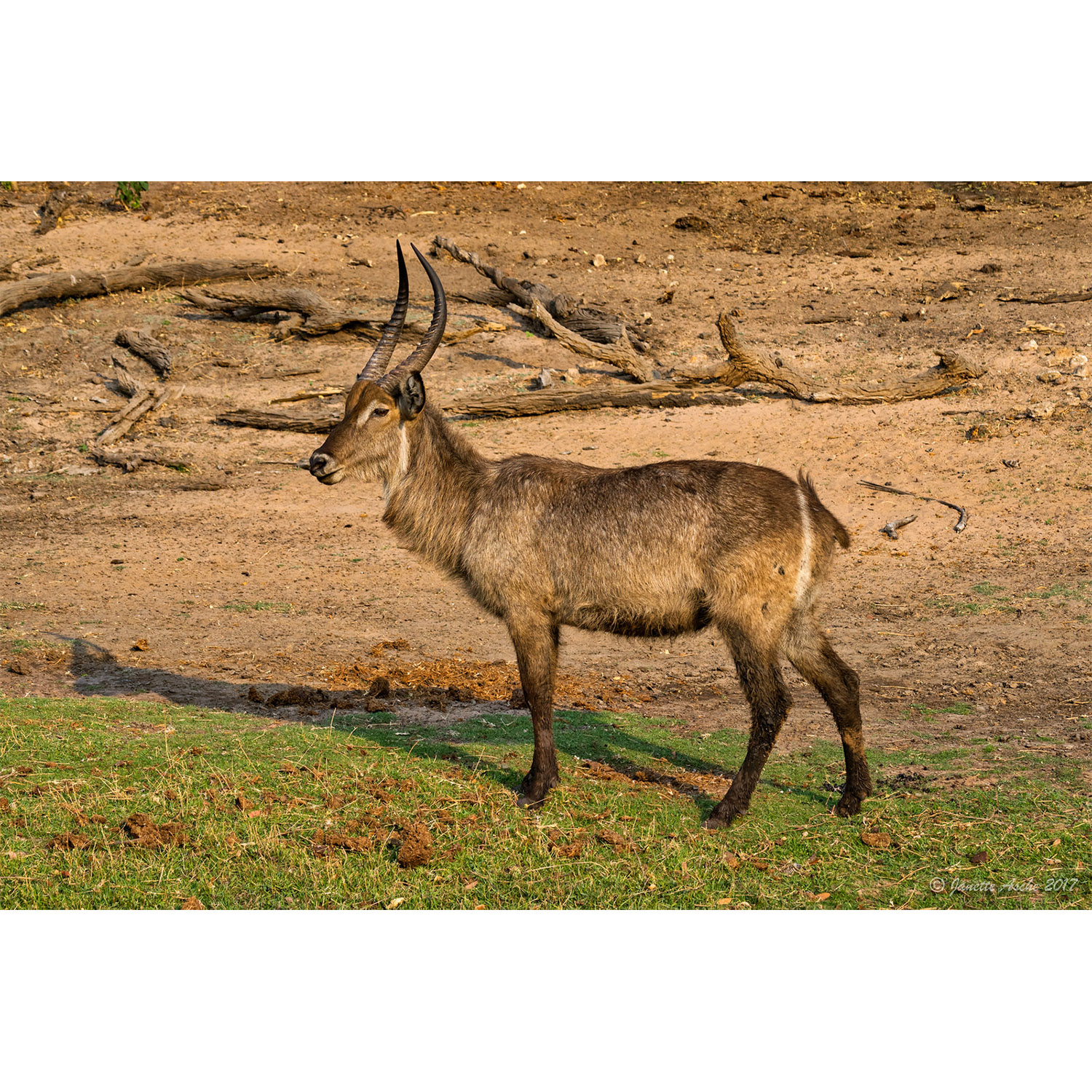 Kobus ellipsiprymnus Фото №3