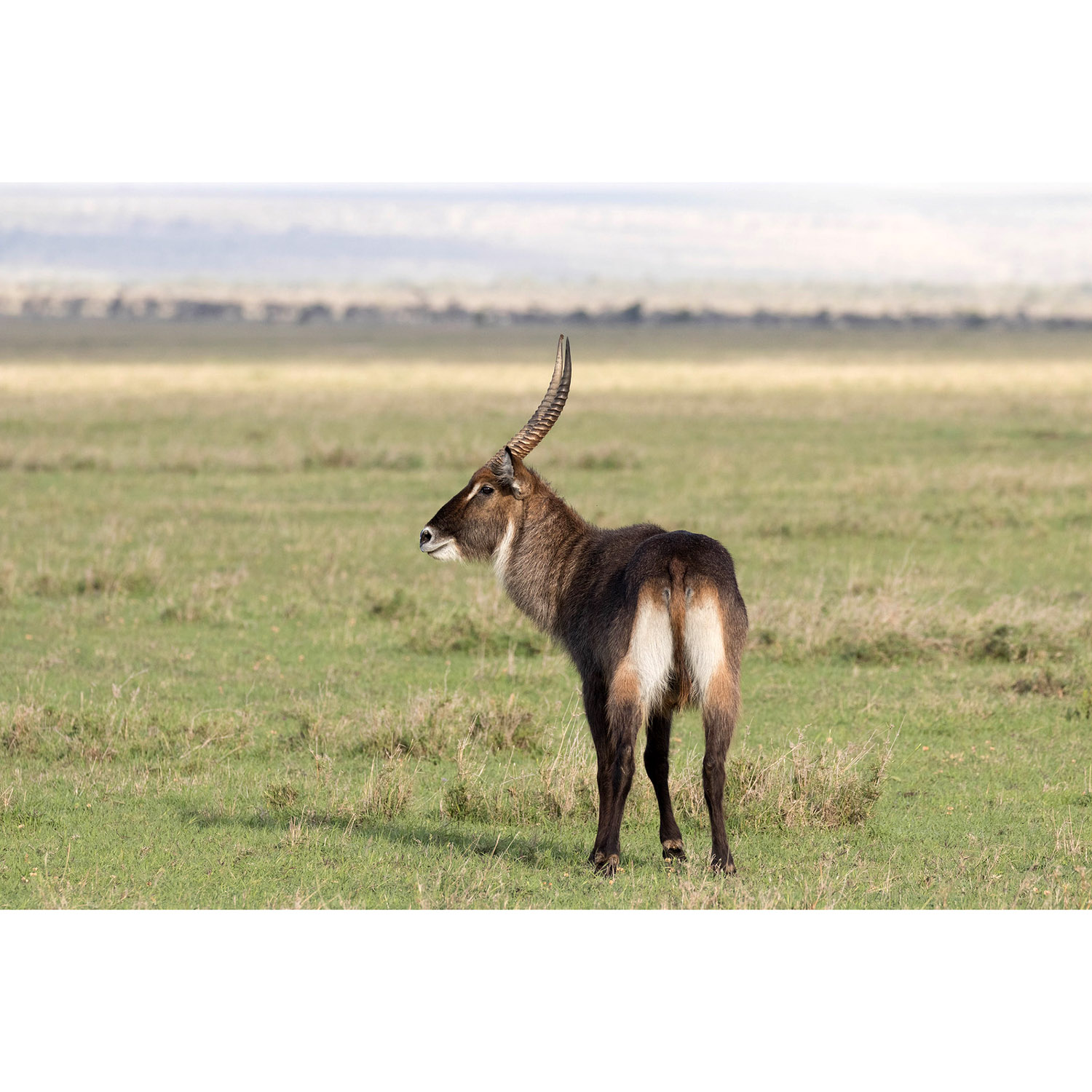 Kobus ellipsiprymnus Фото №6
