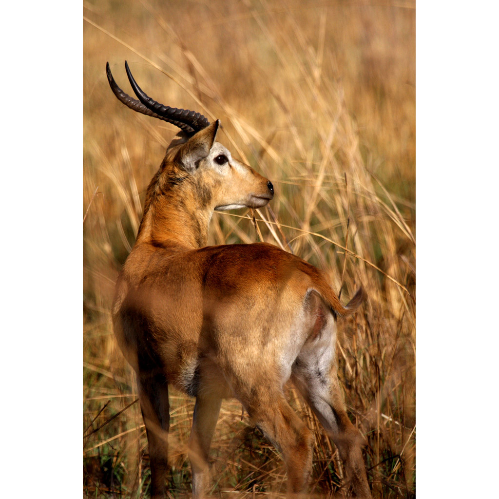 Kobus kob Фото №7