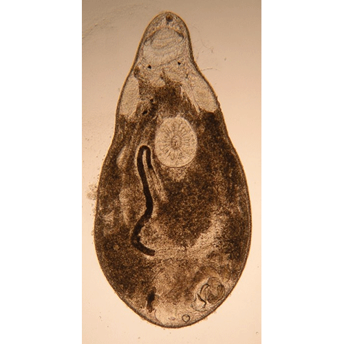Семейство Koinocystididae  фото