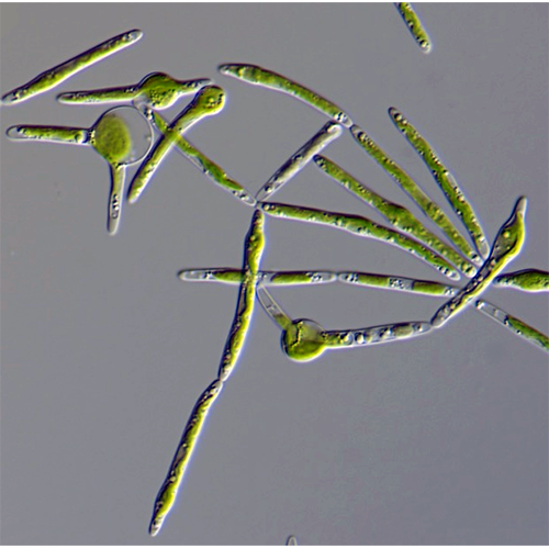 Семейство Koliellaceae фото