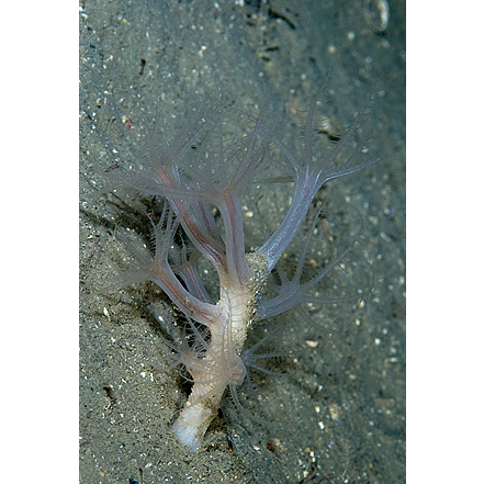 Семейство Kophobelemnidae  фото