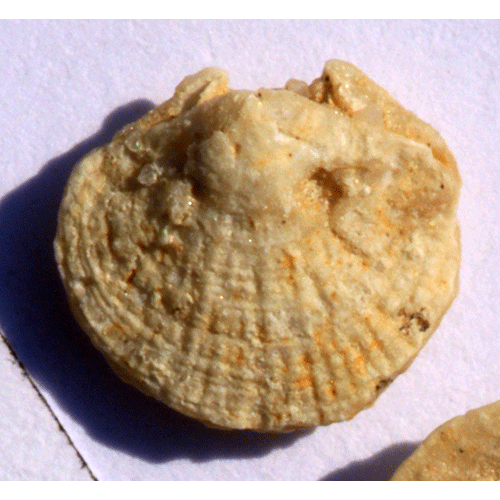 Семейство Kraussinoidea фото