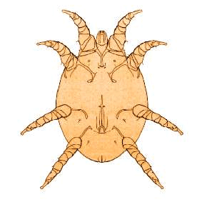 Семейство Kytoditidae фото