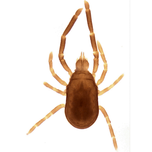 Семейство Labidostommidae фото