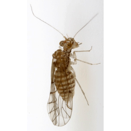 Семейство Lachesillidae фото
