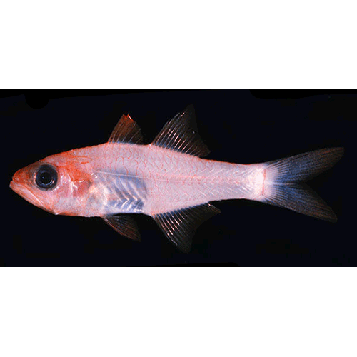 Род Lachneratus фото